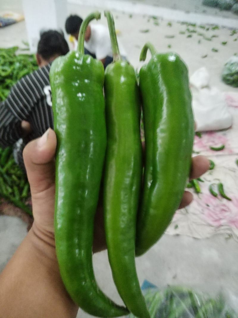 精品尖椒大量上市，质量保证，需要的老板联系，可代发全国