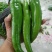 精品尖椒大量上市，质量保证，需要的老板联系，可代发全国