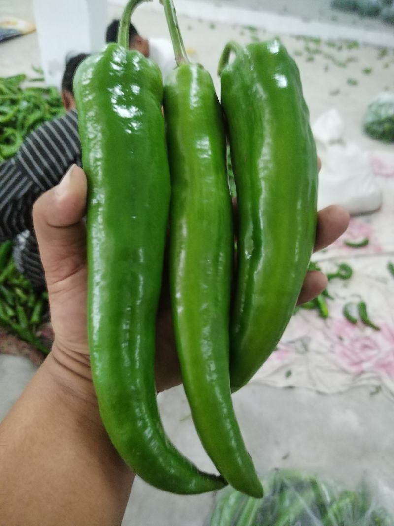 精品尖椒大量上市，质量保证，需要的老板联系，可代发全国