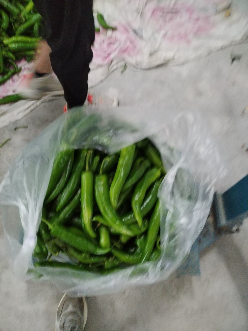 精品尖椒大量上市，质量保证，需要的老板联系，可代发全国