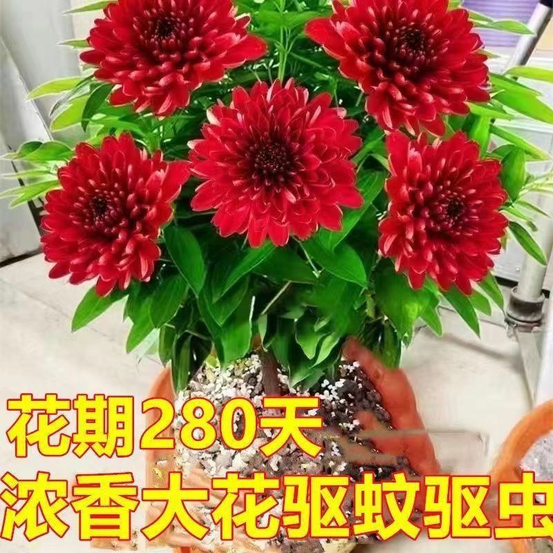 千里香盆栽香型驱蚊花卋室内外盆栽阳台耐寒植物