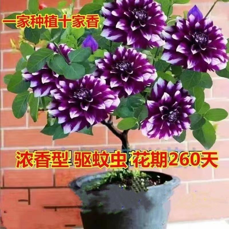 千里香盆栽香型驱蚊花卋室内外盆栽阳台耐寒植物