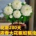 千里香盆栽香型驱蚊花卋室内外盆栽阳台耐寒植物
