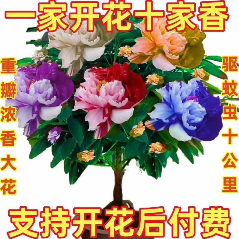 千里香盆栽香型驱蚊花卋室内外盆栽阳台耐寒植物