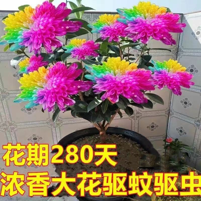 千里香盆栽香型驱蚊花卋室内外盆栽阳台耐寒植物