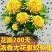 千里香盆栽香型驱蚊花卋室内外盆栽阳台耐寒植物
