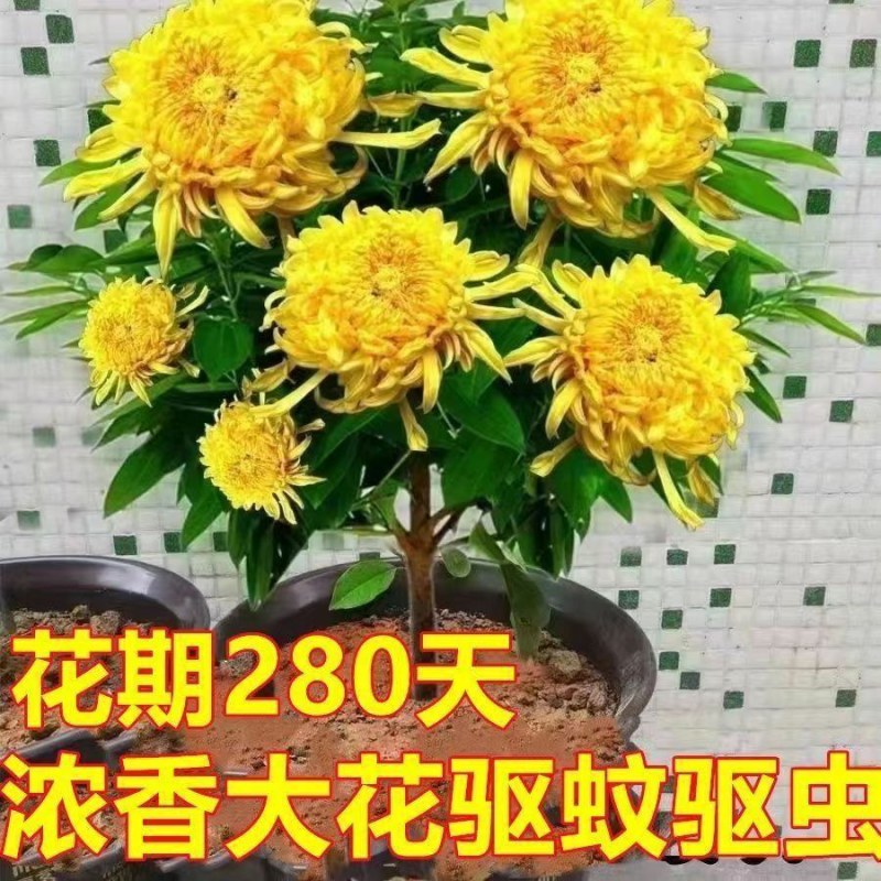千里香盆栽香型驱蚊花卋室内外盆栽阳台耐寒植物