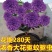 千里香盆栽香型驱蚊花卋室内外盆栽阳台耐寒植物