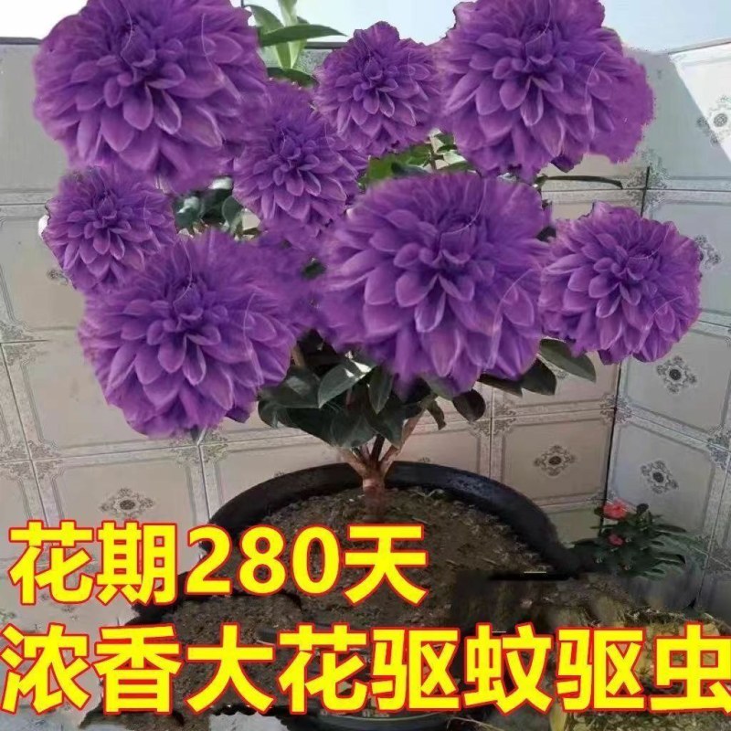 千里香盆栽香型驱蚊花卋室内外盆栽阳台耐寒植物