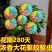 千里香盆栽香型驱蚊花卋室内外盆栽阳台耐寒植物