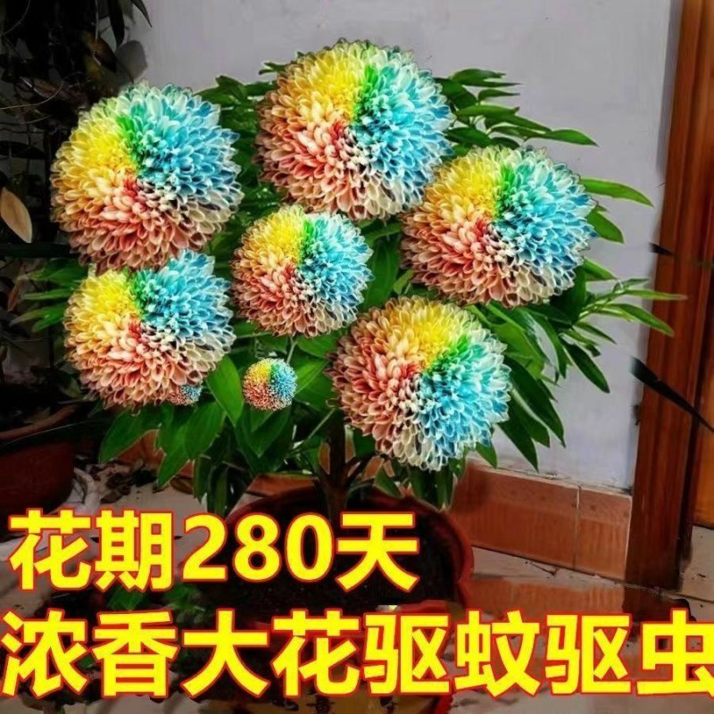 千里香盆栽香型驱蚊花卋室内外盆栽阳台耐寒植物