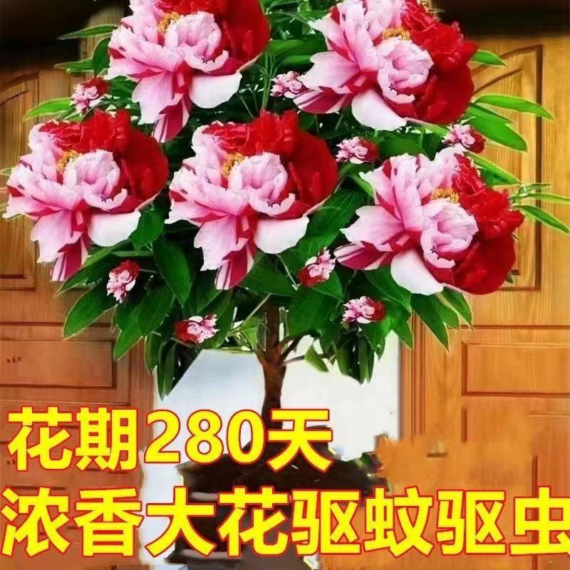 千里香盆栽香型驱蚊花卋室内外盆栽阳台耐寒植物