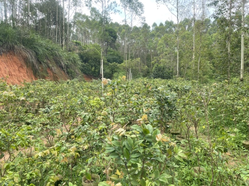 嘉宝果树苗树葡萄苗四季红妃嘉宝果苗优质带花果