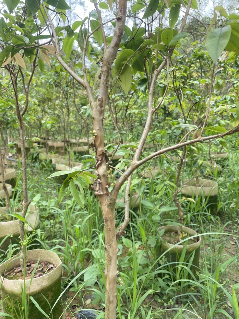 嘉宝果树苗树葡萄苗四季红妃嘉宝果苗优质带花果