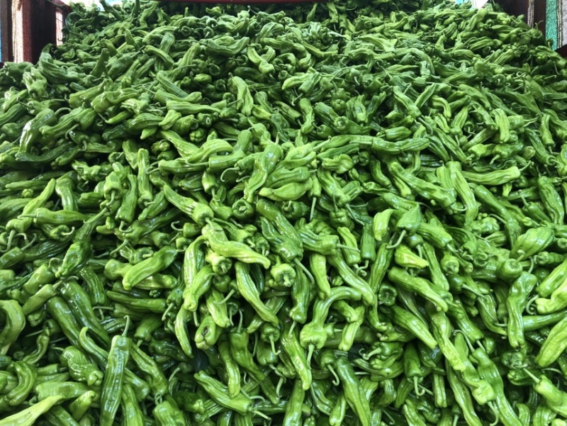 虎皮椒