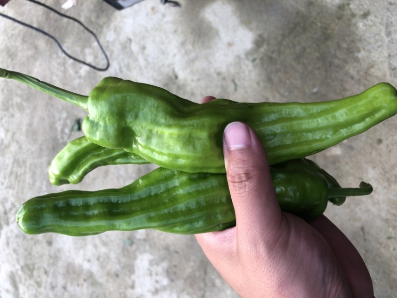 虎皮椒
