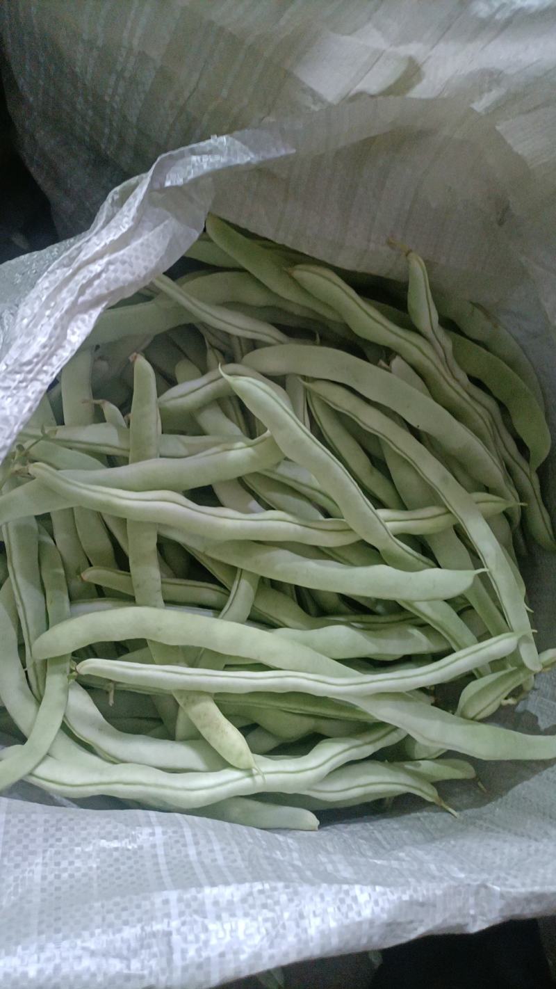 辽宁绥中白不老豆角大量有货。产地一手货源