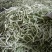 辽宁绥中白不老豆角大量有货。产地一手货源