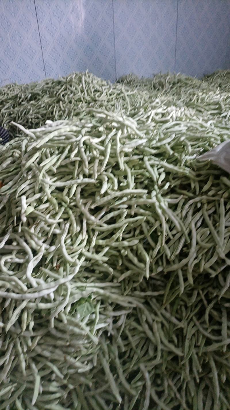 辽宁绥中白不老豆角大量有货。产地一手货源
