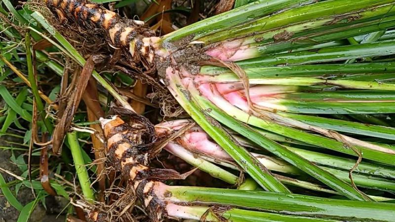 野生石菖蒲苗大量有货，要的老板联系啦