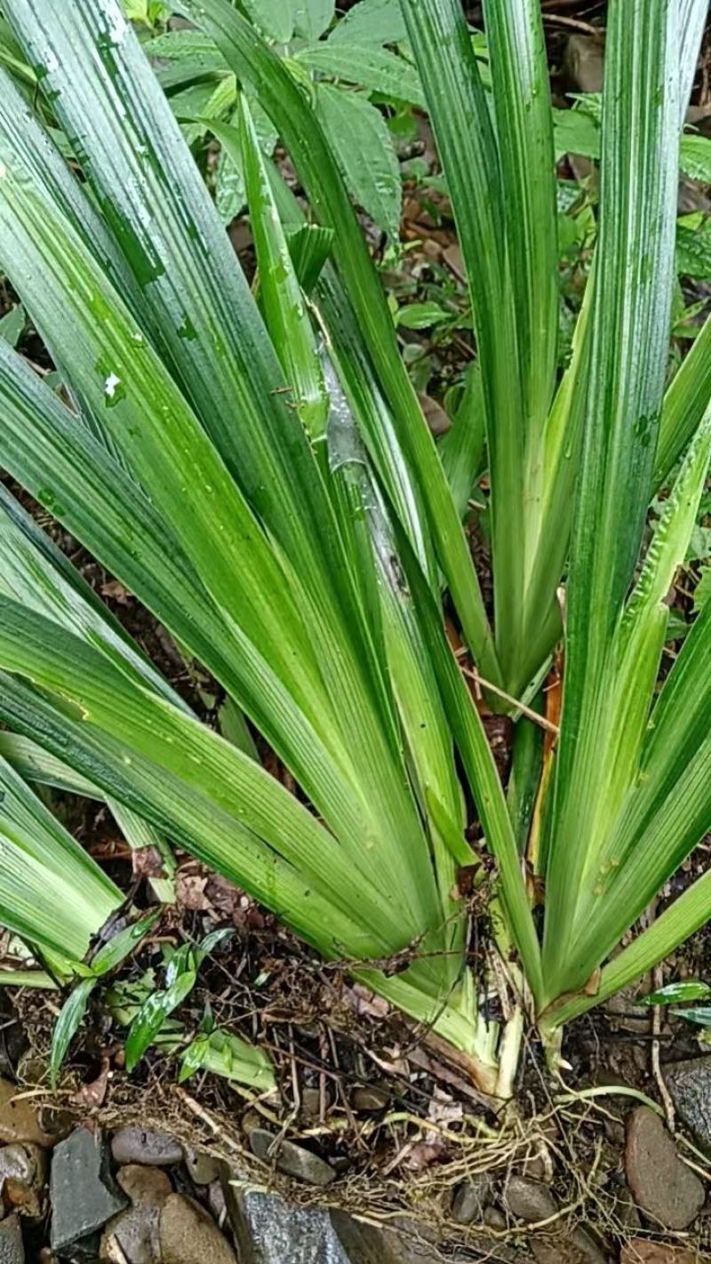 野生石菖蒲苗大量有货，要的老板联系啦