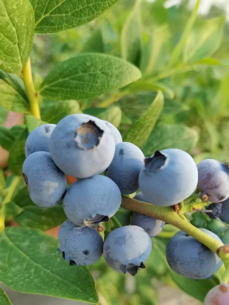 陆地蓝莓