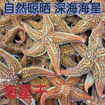 中药材海星野生刺海星海五星海盘车新鲜海星干货煲汤泡酒散装