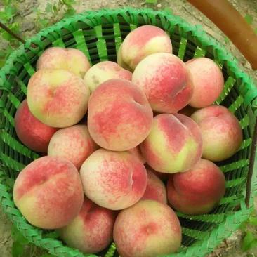 [热卖]安徽砀山桃桃子蜜桃产地直发全国发货