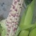 湖北，宜城花糯玉米，种植面积100亩左右，欢迎订购