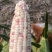 湖北，宜城花糯玉米，种植面积100亩左右，欢迎订购