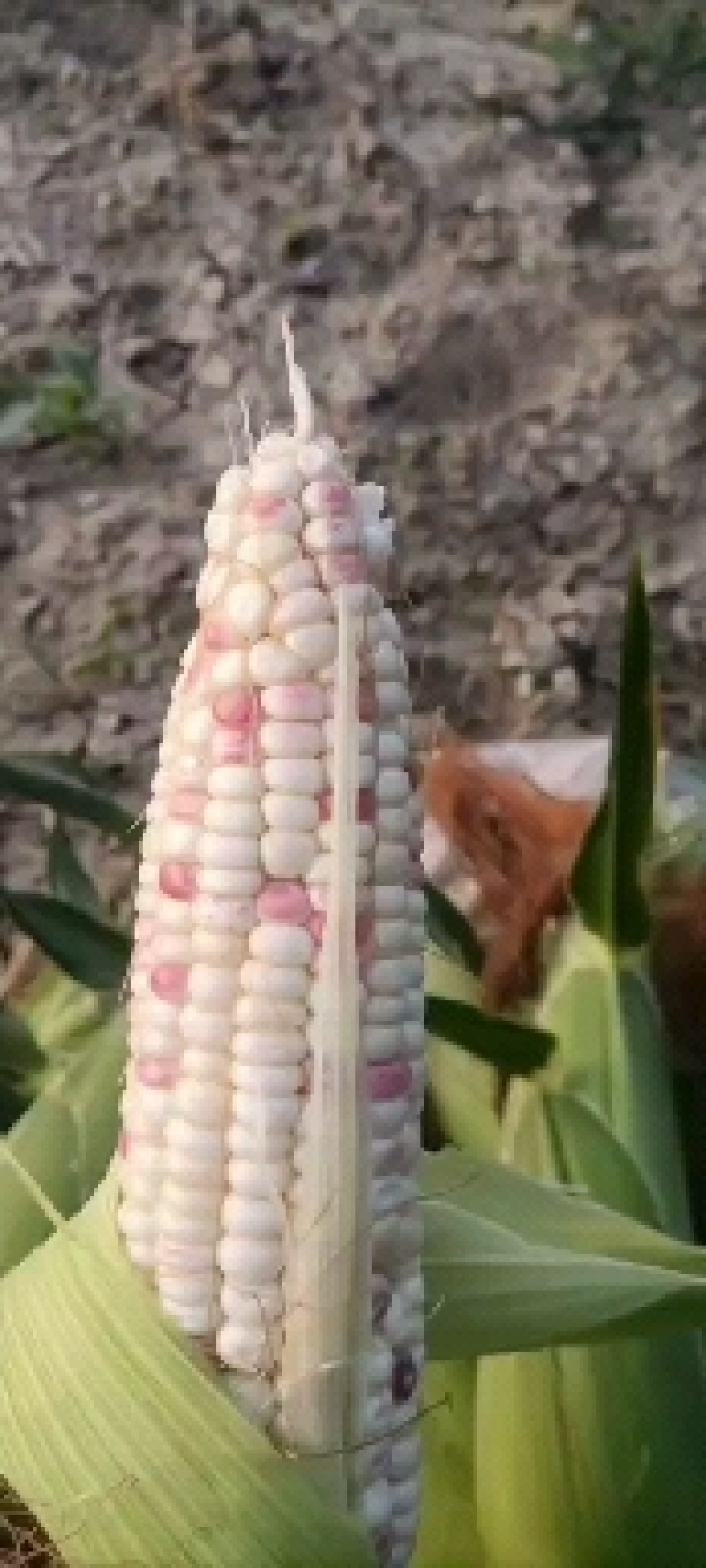 湖北，宜城花糯玉米，种植面积100亩左右，欢迎订购