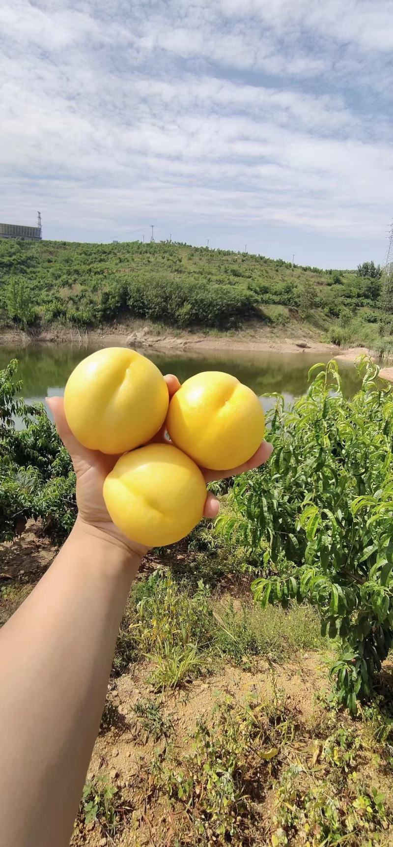 中油4号黄油桃产地直发包甜大量现货视频看货欢迎电联