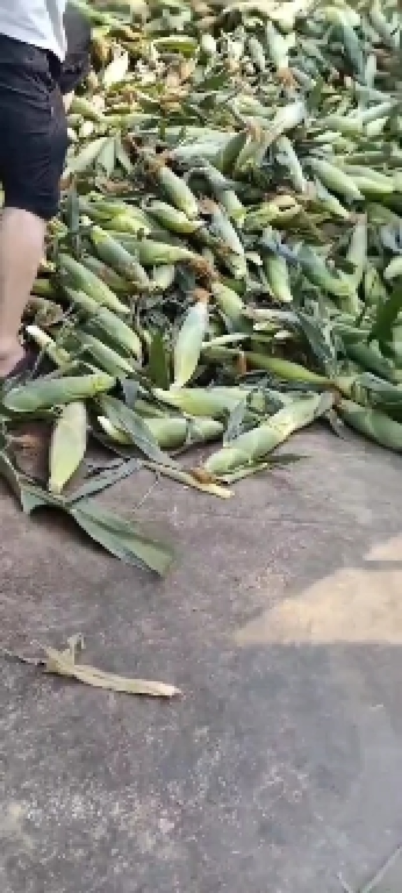 水果玉米马上上市啦