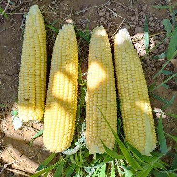 水果玉米马上上市啦