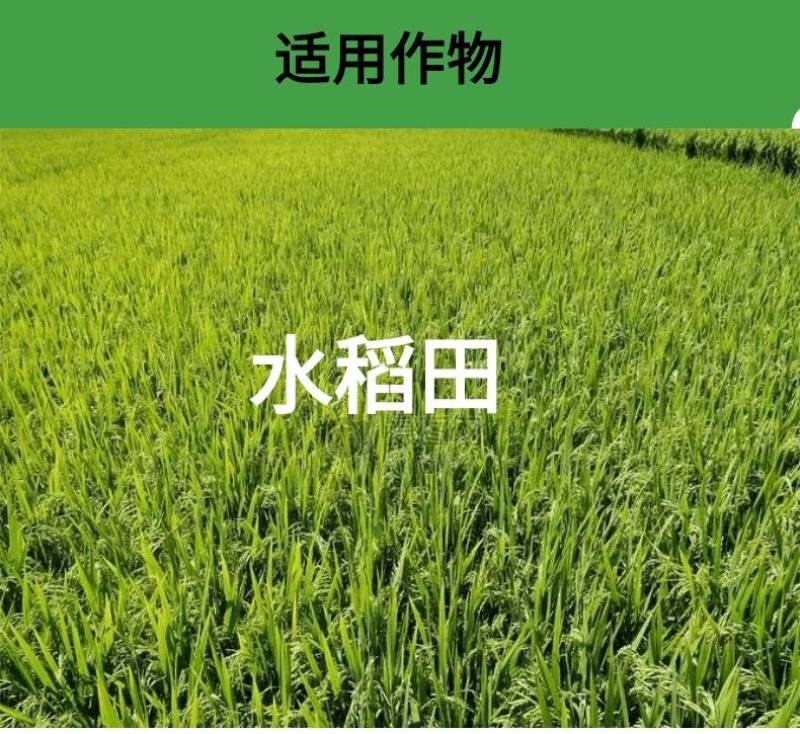 富士40%稻瘟灵水稻田稻瘟病苗瘟叶瘟穗颈瘟专用农药杀菌剂