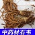 石韦中草野生中药材石苇草新鲜干货小叶石苇刀口药金星草石伟