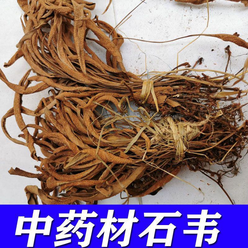 石韦中草野生中药材石苇草新鲜干货小叶石苇刀口药金星草石伟