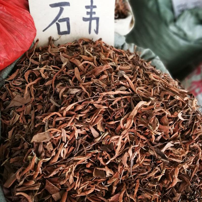 石韦中草野生中药材石苇草新鲜干货小叶石苇刀口药金星草石伟