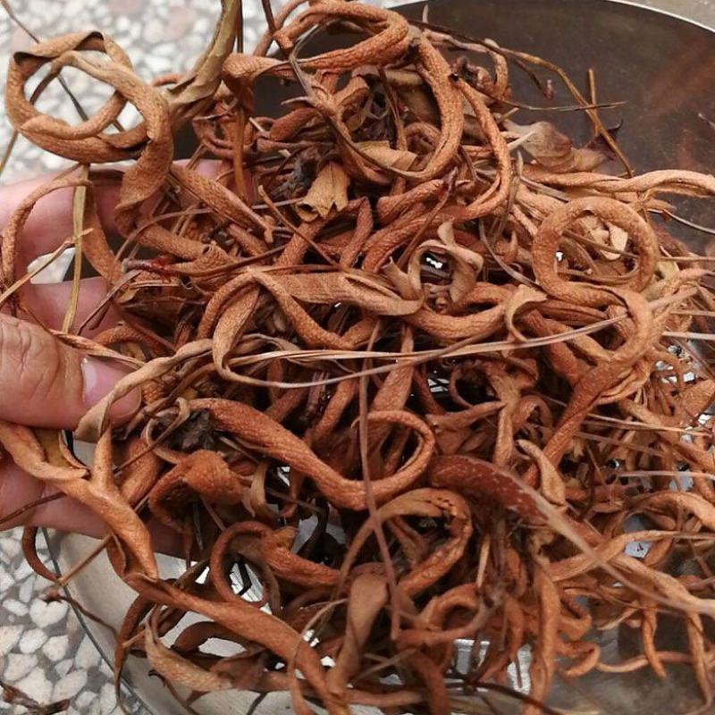 石韦中草野生中药材石苇草新鲜干货小叶石苇刀口药金星草石伟