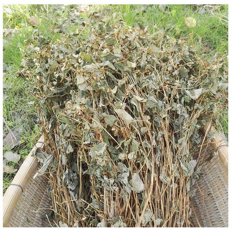 贵州野生中草药鱼腥草整棵折耳根干货天然野生养生茶泡水批发