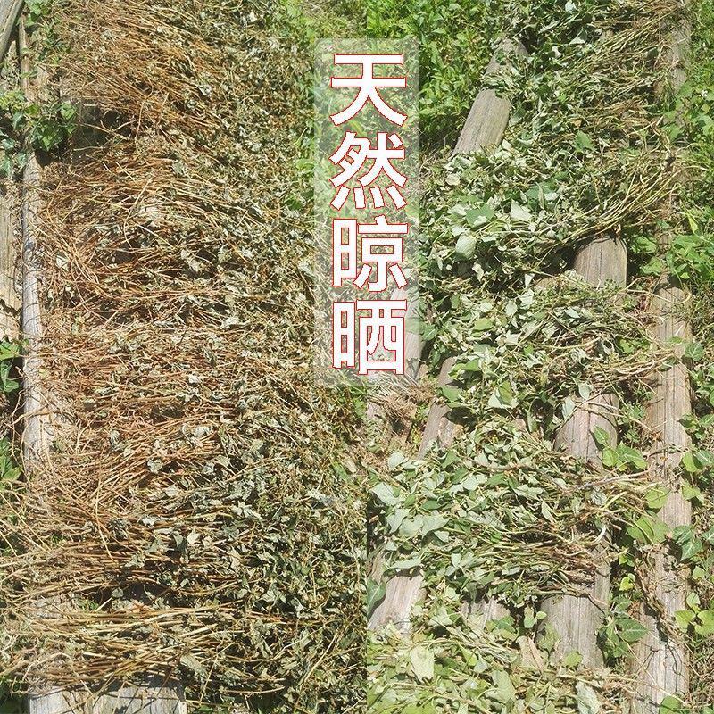 贵州野生中草药鱼腥草整棵折耳根干货天然野生养生茶泡水批发