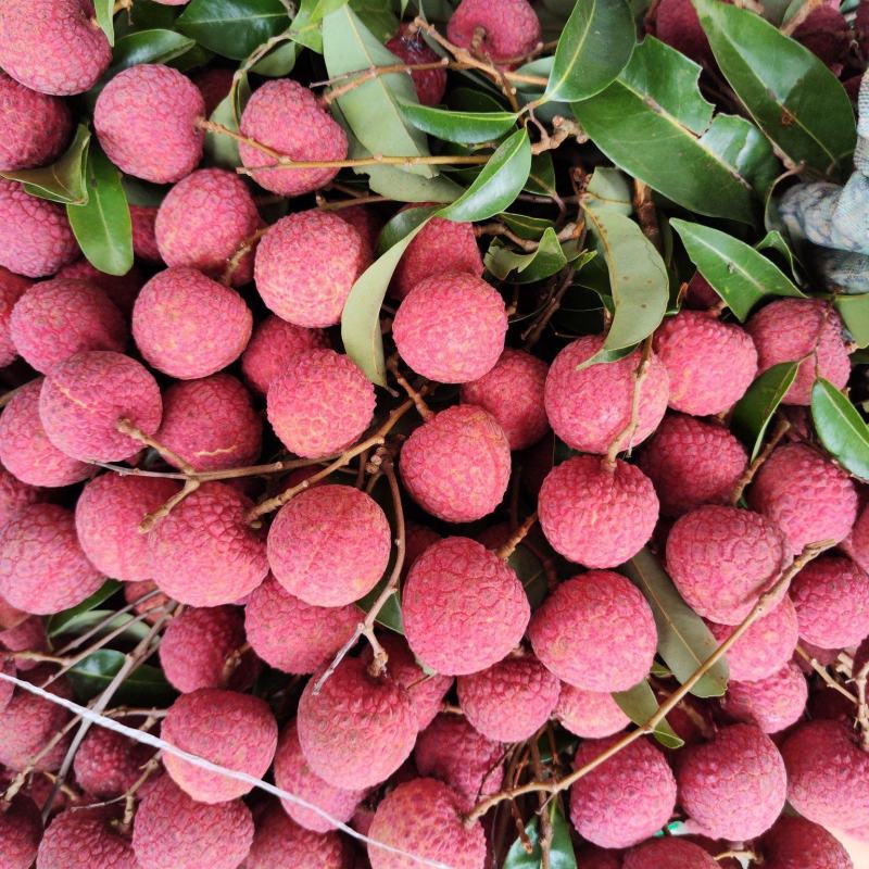 产地荔枝（玉荷苞），现大量有货，产地直销发货！