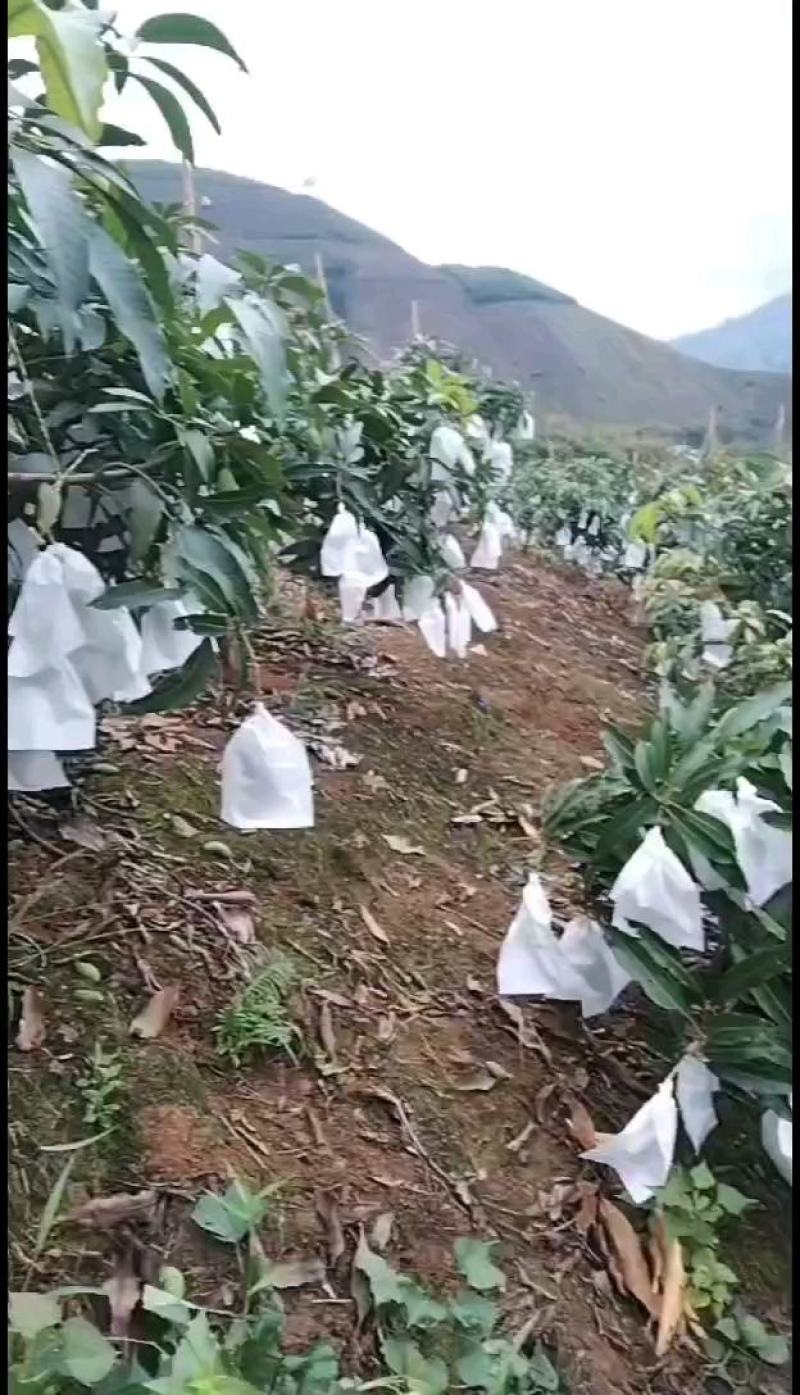 鹰嘴芒