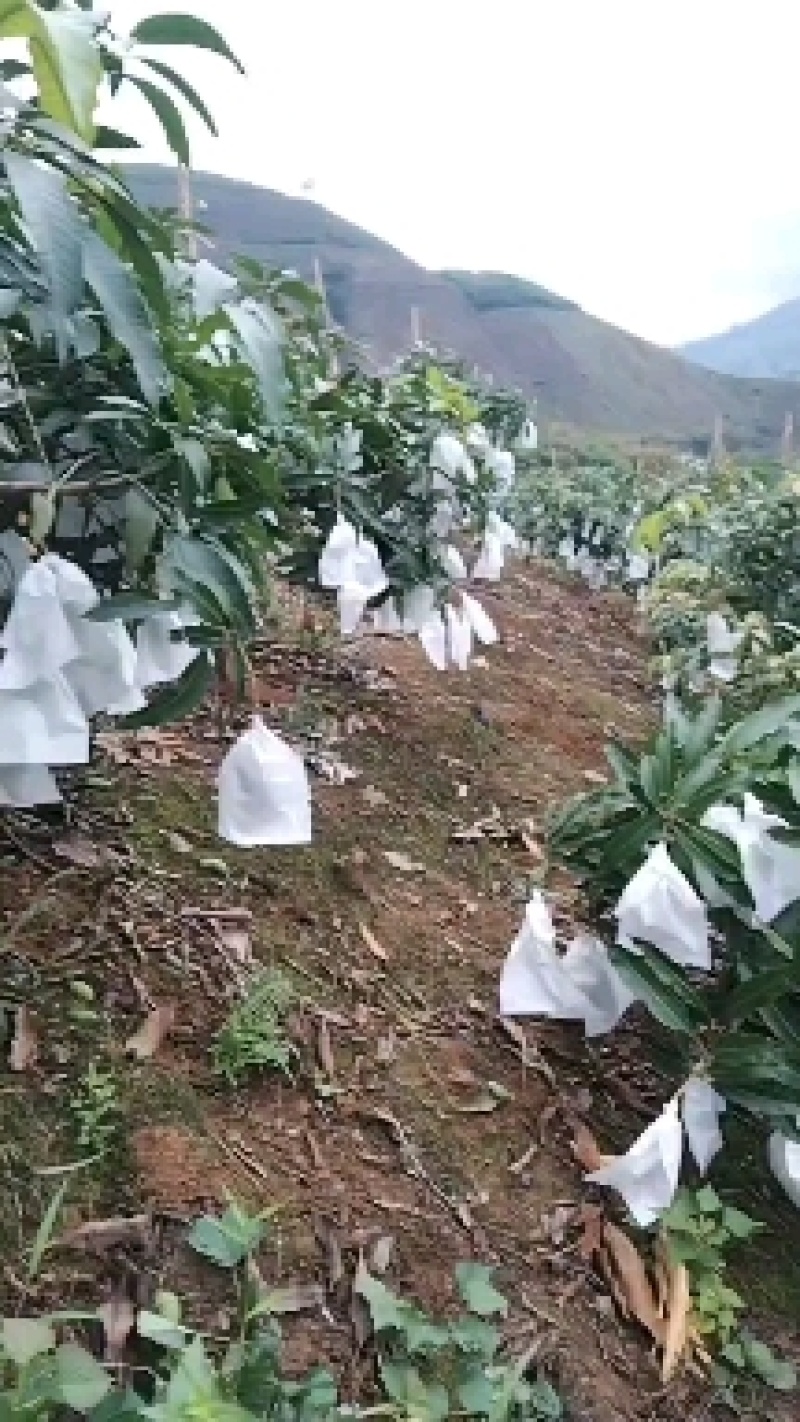 鹰嘴芒