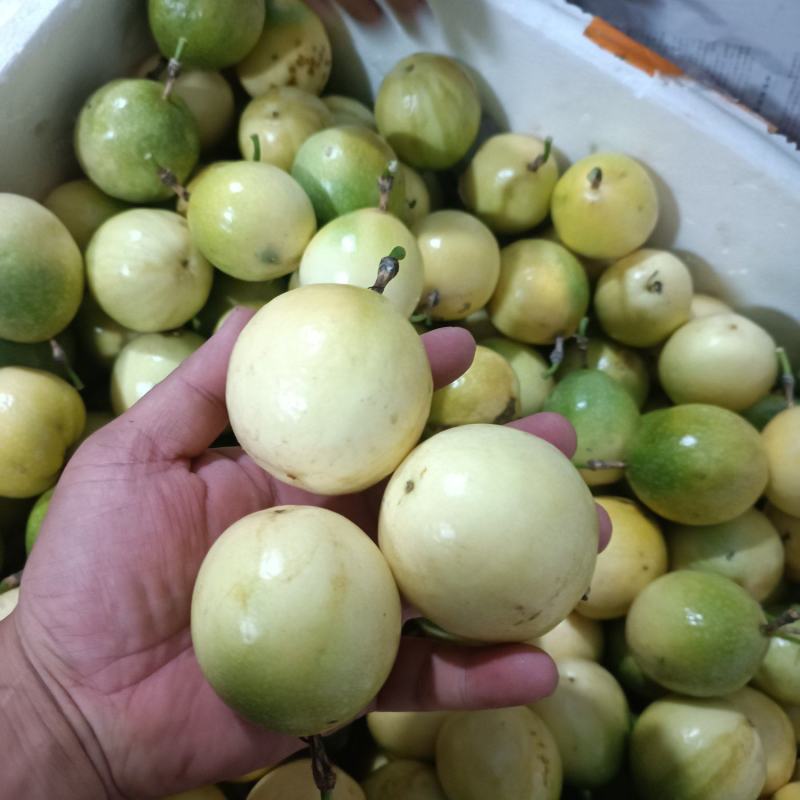 钦蜜9号百香果
