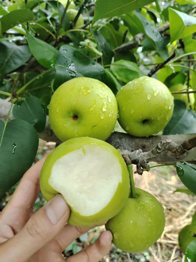梨蜂糖梨丁香梨基地直供全国发货量大从优