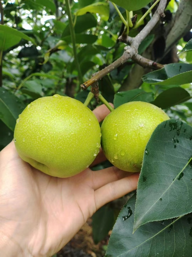 梨蜂糖梨丁香梨基地直供全国发货量大从优