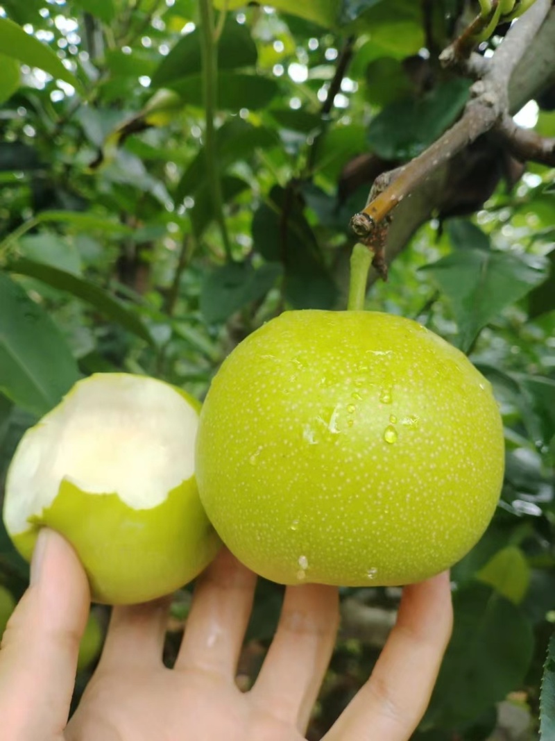 梨蜂糖梨丁香梨基地直供全国发货量大从优