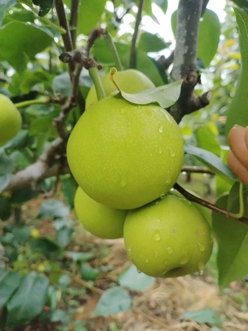 梨蜂糖梨丁香梨基地直供全国发货量大从优