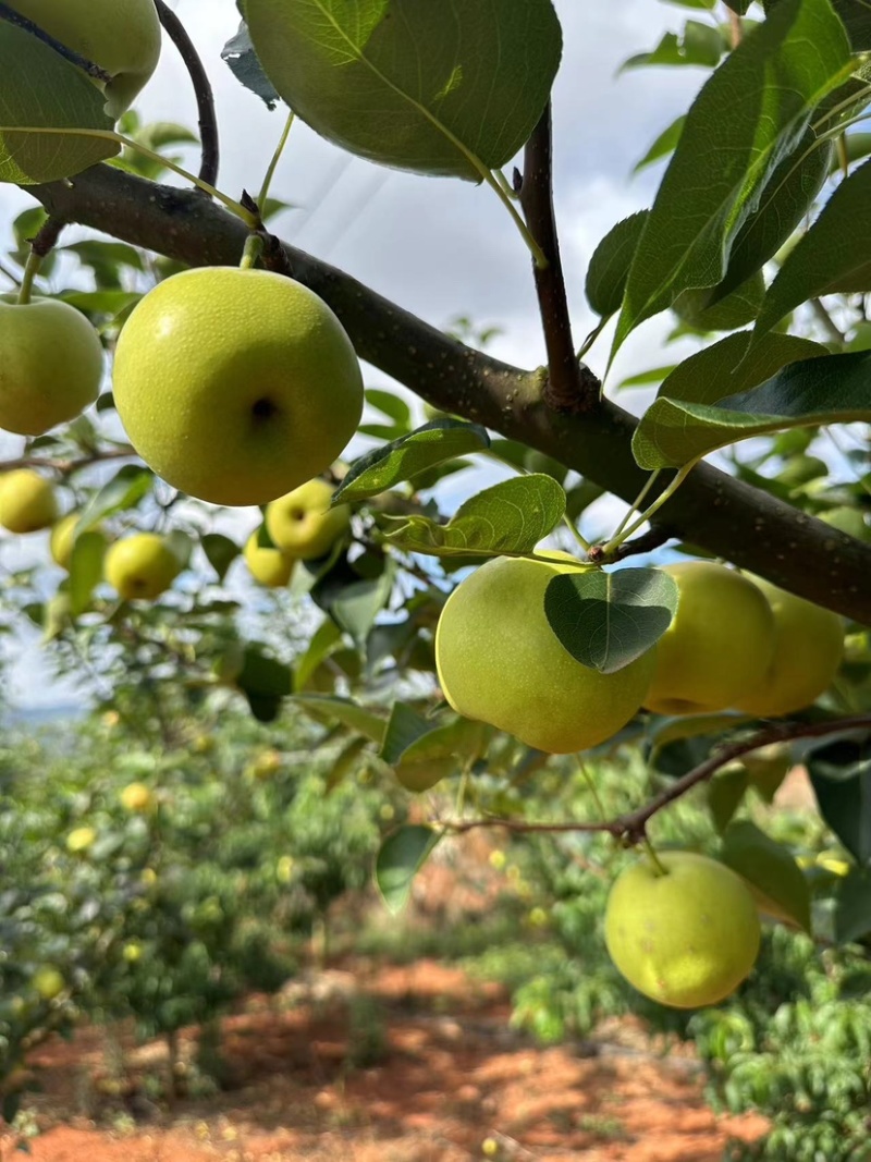 梨蜂糖梨丁香梨基地直供全国发货量大从优